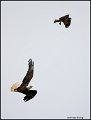 _1SB9249 osprey harrassing bald eagle
